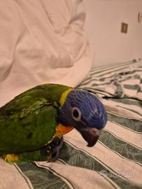 Lori arcobaleno
