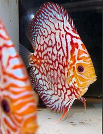 Discus e altri pesci- negozio online