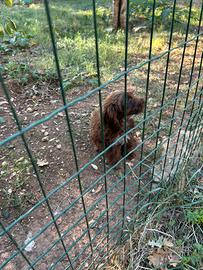 Cocker cuccioli
