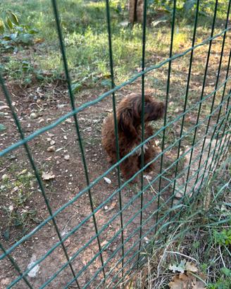 Cocker cuccioli