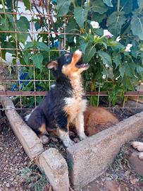 Cucciola Australian Shepherd/Pastore Australiano