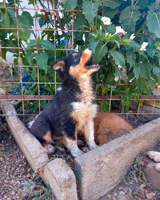 Cucciola Australian Shepherd/Pastore Australiano