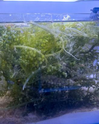 macroalga per acquario marino