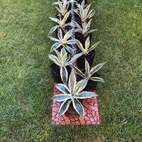Piante di Agave Americana Variegata e Verde