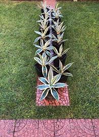 Piante di Agave Americana Variegata e Verde