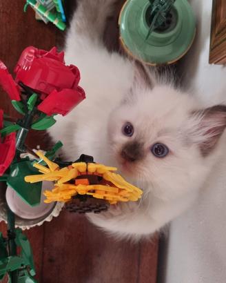 Cuccioli RAGDOLL con PEDIGREE FIAF