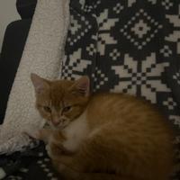 Gattino di un mese, plu meno, femmina