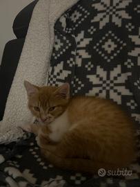 Gattino di un mese, plu meno, femmina