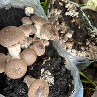 ballette di funghi cardoncelli