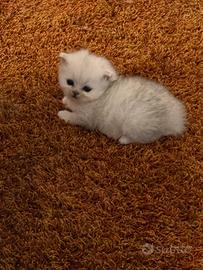 Chichilla cucciolo