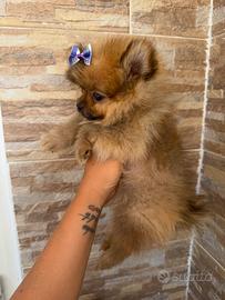 Spitz