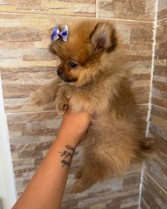 Spitz