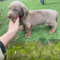 Maschietto di bassotto nano