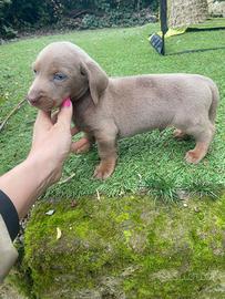 Maschietto di bassotto nano