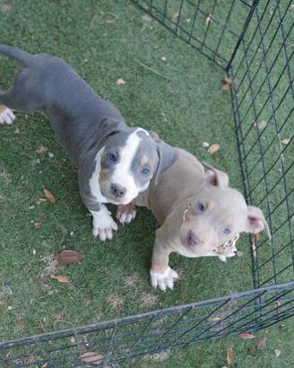 Pitbull tricolor