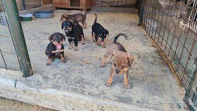 Cuccioli da tartufo o da compagnia
