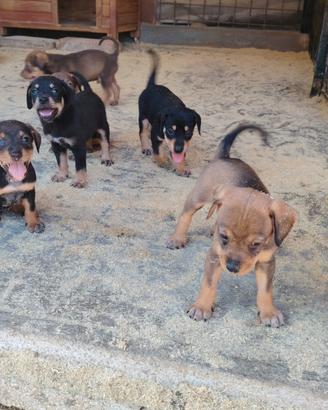 Cuccioli da tartufo o da compagnia