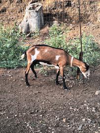 Capra saanen x camoscio