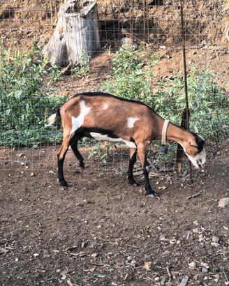 Capra saanen x camoscio