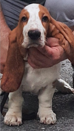 Cuccioli di Bassethound