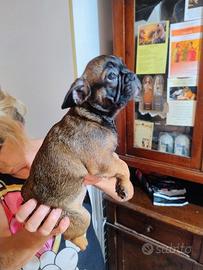Bulldog francesi cuccioli