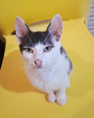 Gattino mix don sphynx (genitori testati)