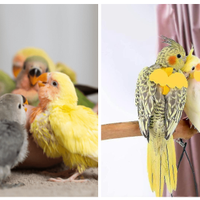 Pappagalli calopsiti parrocchetti allevati mano