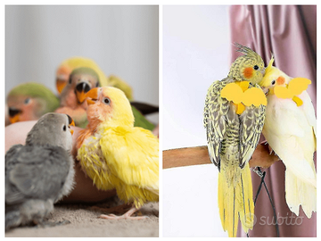 Pappagalli calopsiti parrocchetti allevati mano