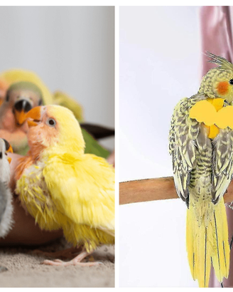 Pappagalli calopsiti parrocchetti allevati mano