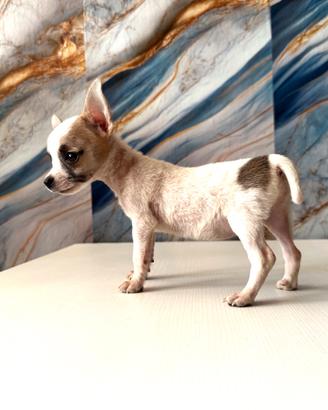 Chihuahua pincher cuccioli