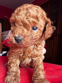 Cuccioli barboncino mini toy