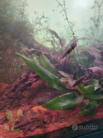 Garra Rufa - Pesce Dottore