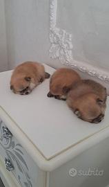 Cuccioli di spitz pomerania