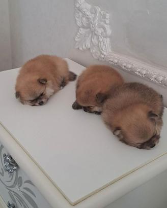 Cuccioli di spitz pomerania