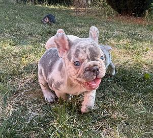 Cuccioli bulldog francese blue e merle