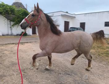 Puledro Tpr