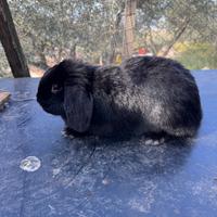 Coniglio ariete nano nero