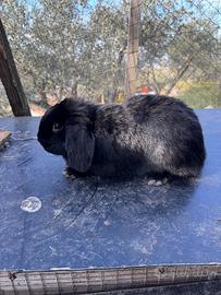 Coniglio ariete nano nero