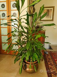 pianta appartamento 