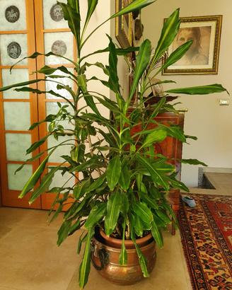pianta appartamento 