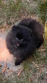 Spitz tedesco nano Pomerania femmina 
