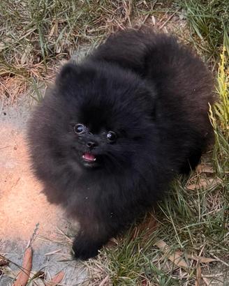 Spitz tedesco nano Pomerania femmina 