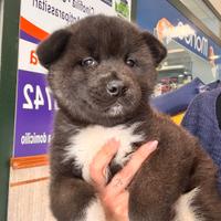 Akita americano