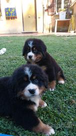 Bovaro del bernese