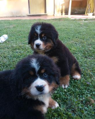 Bovaro del bernese