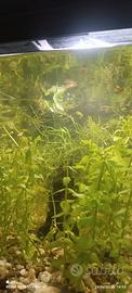 Pesci guppy e piante acquario