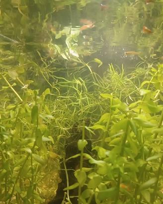 Pesci guppy e piante acquario