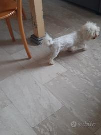 Maltese