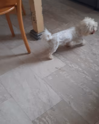 Maltese