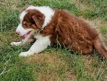 Cucciolo Australian shephred